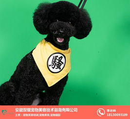 寵物美容費用 安徽雙銀寵物咨詢公司 合肥寵物美容