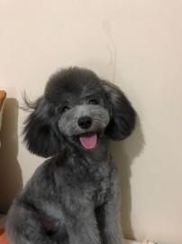 圖 寵物狗狗美容造型上門服務 深圳寵物服務